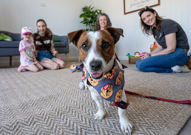 RSPCA Qld adoptable dog enjoying the Adoption House.